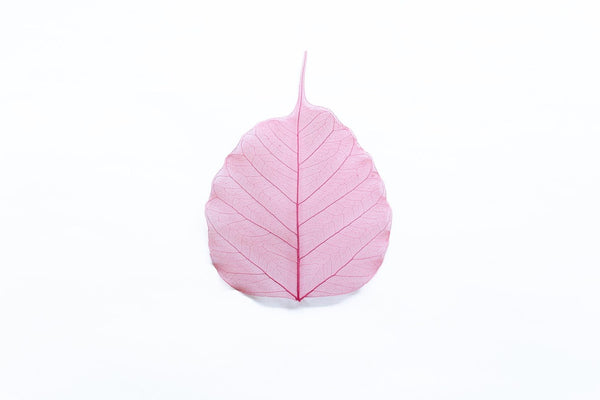 華葩/散華 菩提樹の葉