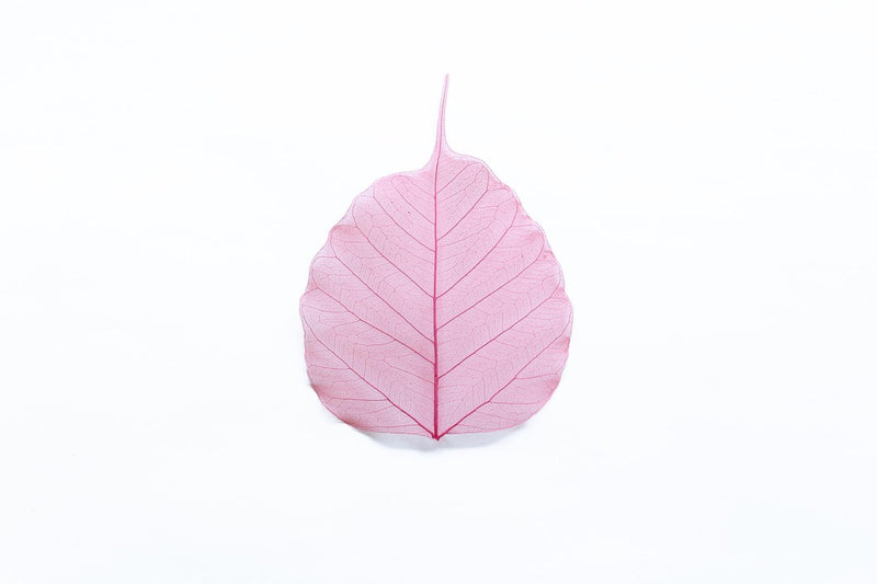 華葩/散華 菩提樹の葉