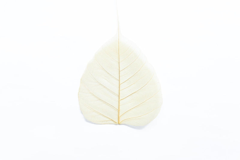 華葩/散華 菩提樹の葉