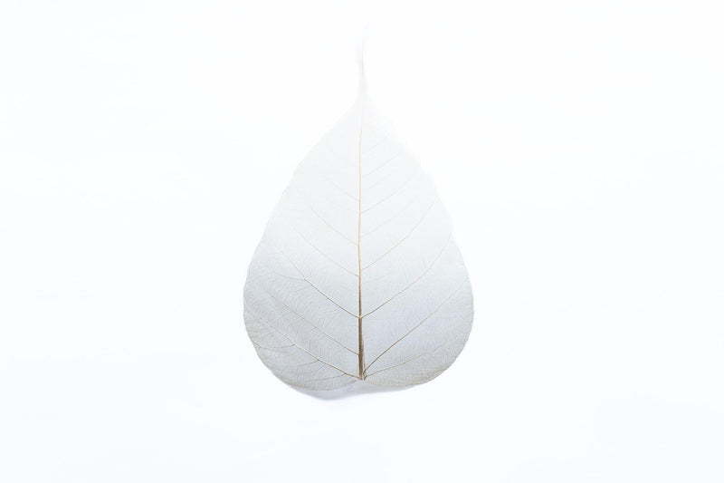 華葩/散華 菩提樹の葉